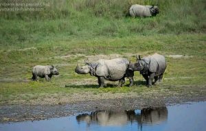 Nepal, Chitwan Park - Rhinos by lake