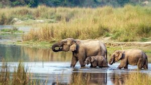 Nepal and North India Retreat. Chitwan Park, Elephants in a lake
