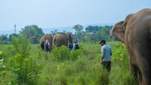 Elephant Sanctuary at Sapana Lodge, Chitwan